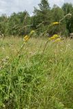 Agrimonia eupatoria. Цветущие растения. Ленинградская обл., Волосовский р-н, суходольный осоково-разнотравно-злаковый луг. 14.07.2018.