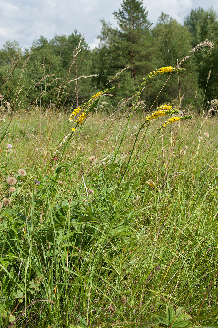 Image of Agrimonia eupatoria specimen.