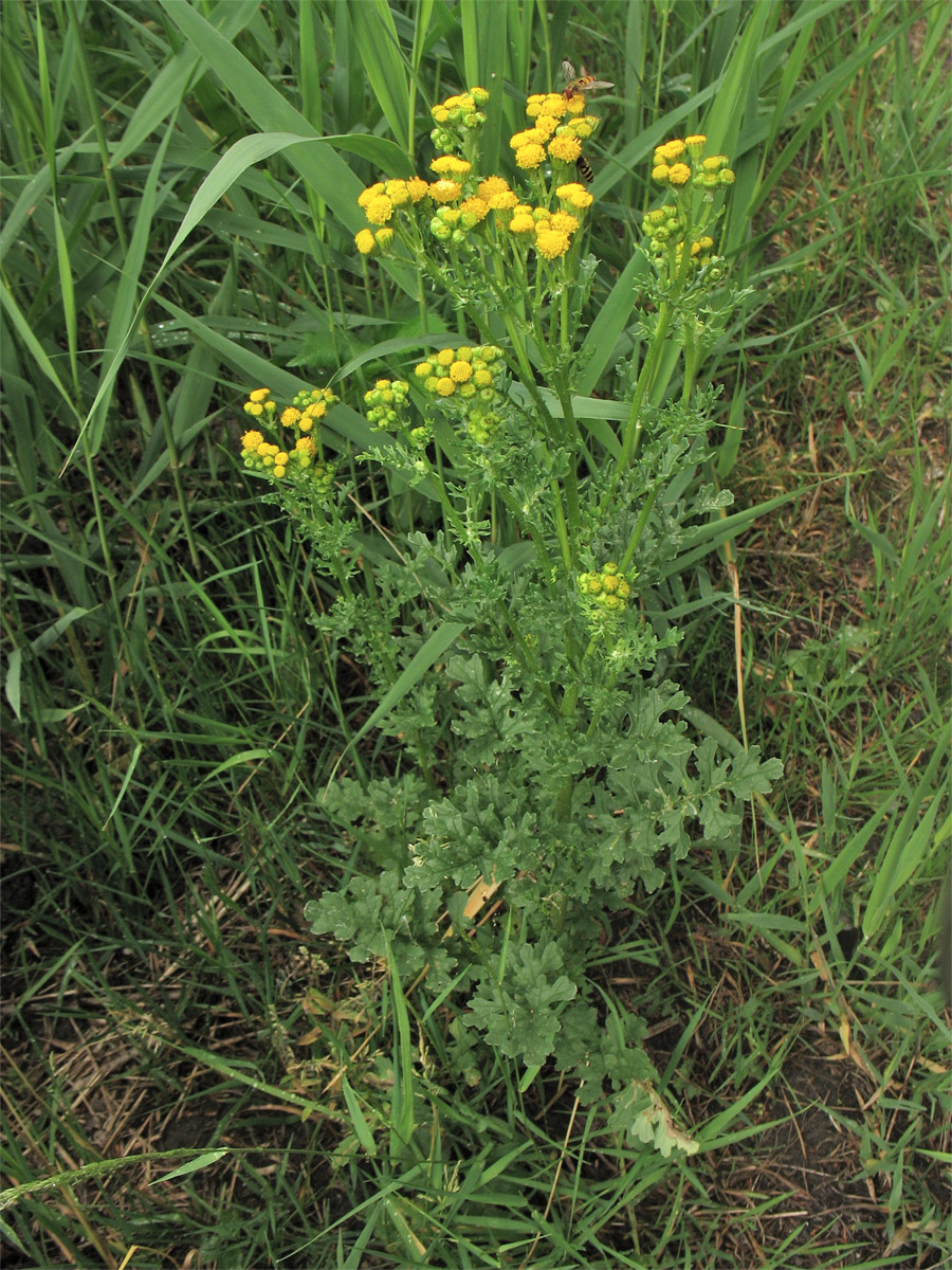 Изображение особи Senecio jacobaea ssp. dunensis.