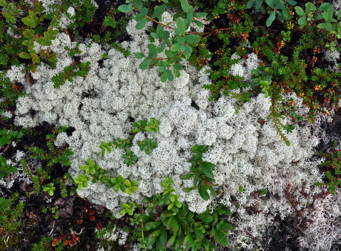 Image of Cladonia stellaris specimen.