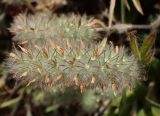 Trifolium angustifolium