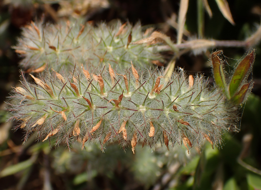 Изображение особи Trifolium angustifolium.