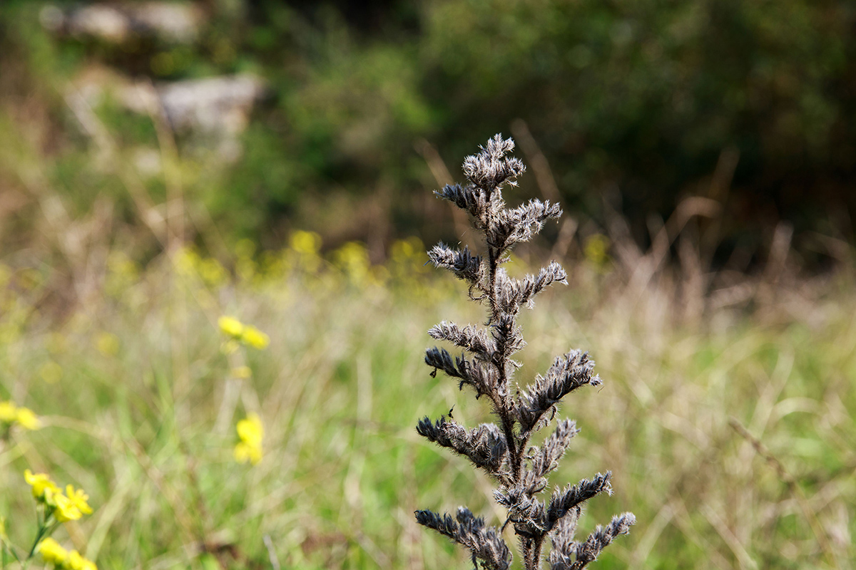 Image of Echium vulgare specimen.