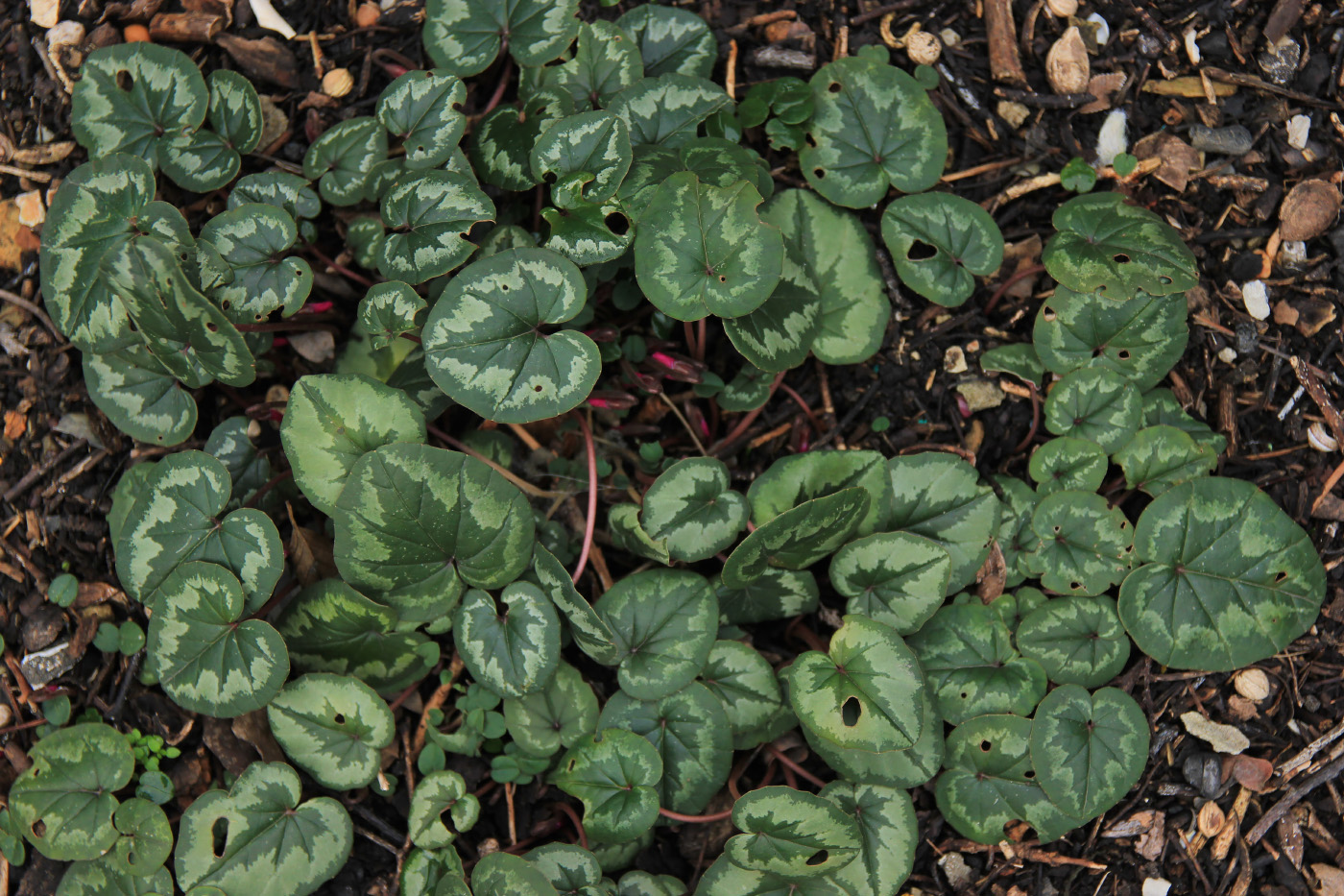 Image of Cyclamen coum specimen.