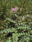 Cirsium cephalotes. Верхушка цветущего растения. Кабардино-Балкария, Эльбрусский р-н, окр. пос. Эльбрус, ок. 1850 м н.у.м., окраина луга. 26.08.2017.