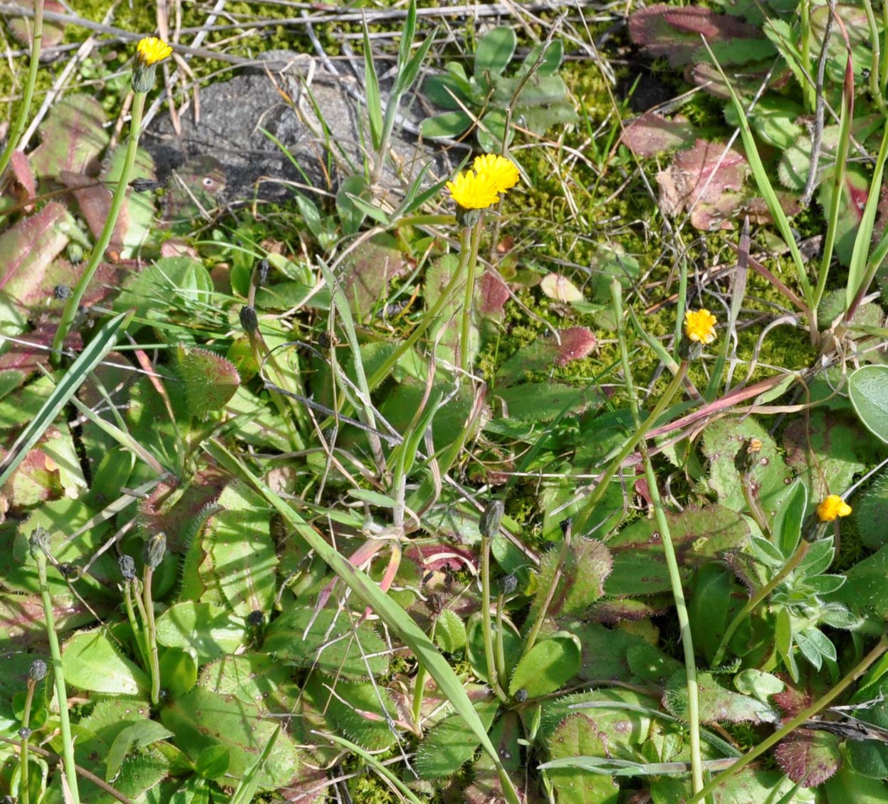 Image of genus Pilosella specimen.