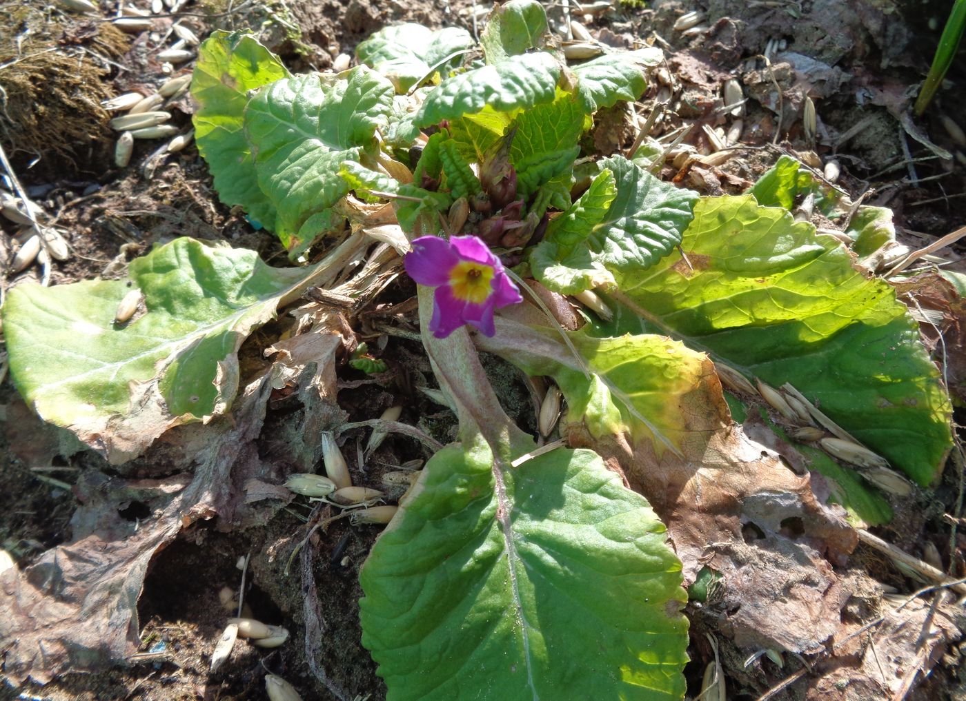 Image of Primula × polyantha specimen.