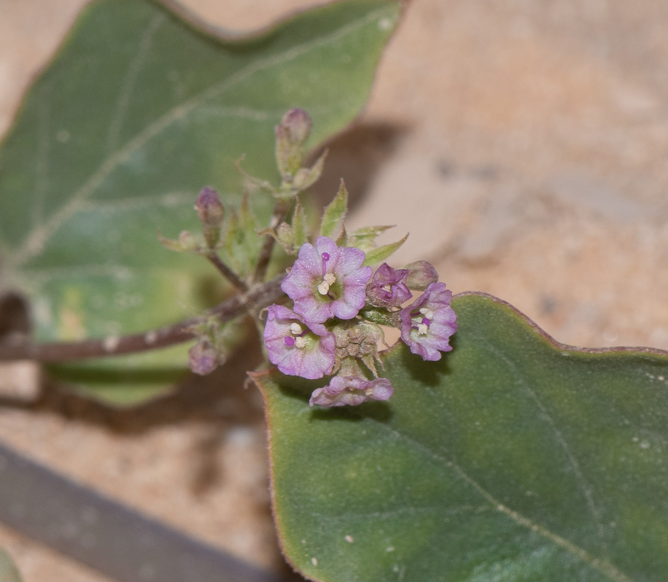 Image of Commicarpus helenae specimen.