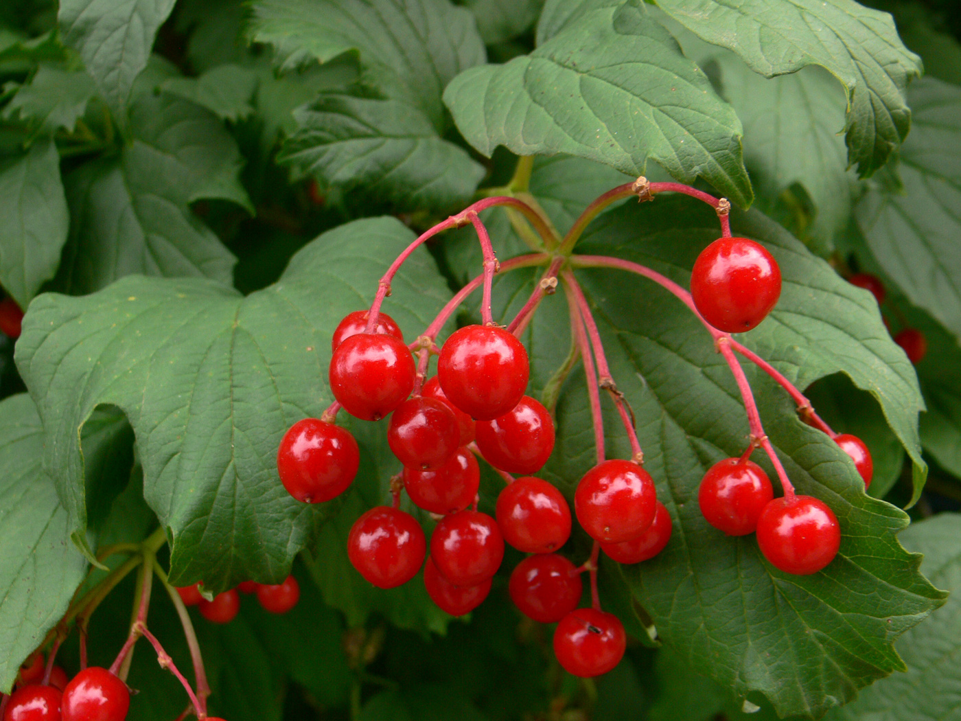 Image of Viburnum opulus specimen.