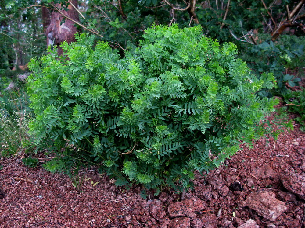 Image of Vicia multicaulis specimen.