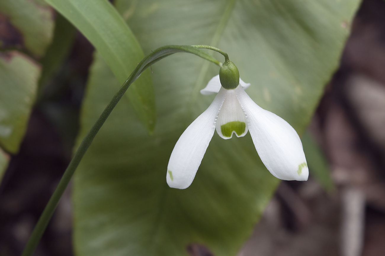 Изображение особи Galanthus woronowii.