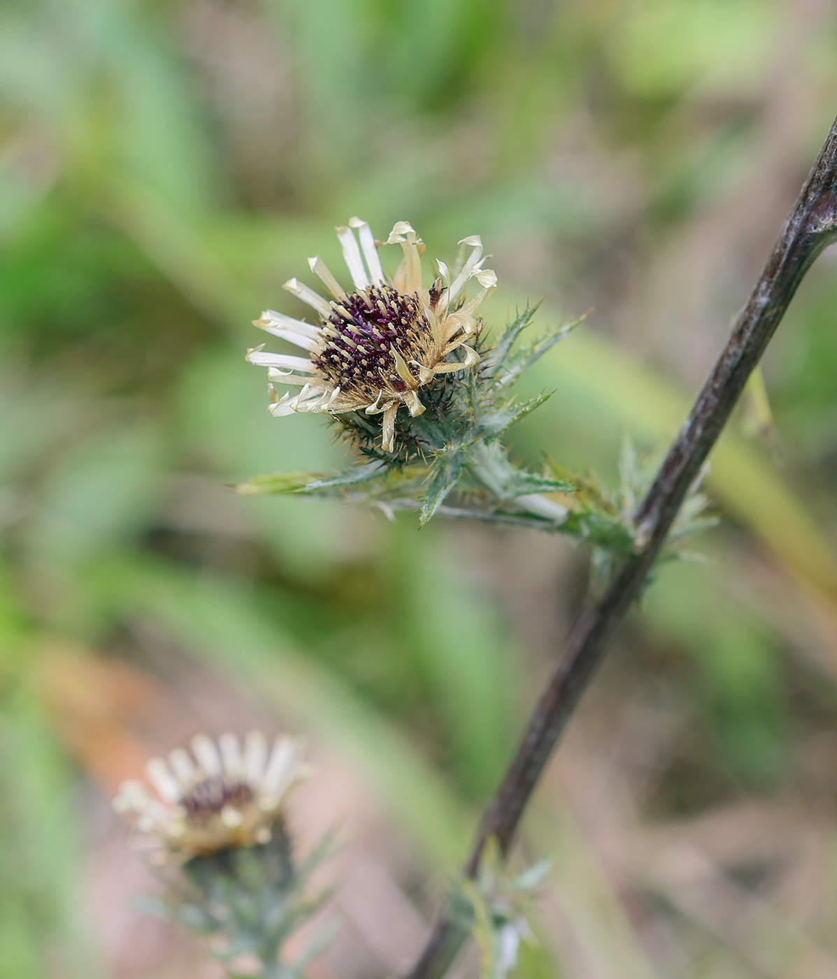 Image of Carlina intermedia specimen.