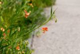 Lathyrus blepharicarpus