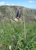 Fritillaria caucasica. Верхушки побегов с цветком и незрелым плодом. Дагестан, окр. с. Талги, Талгинское ущелье, ок. 600 м н.у.м., степной склон. 22.04.2019.