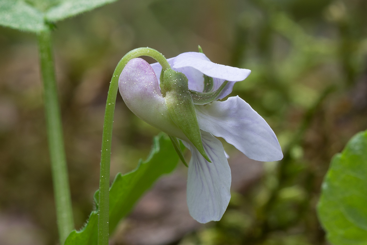 Image of Viola selkirkii specimen.