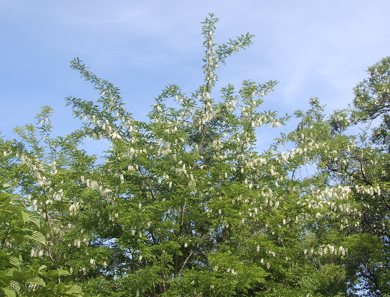 Изображение особи Robinia pseudoacacia.