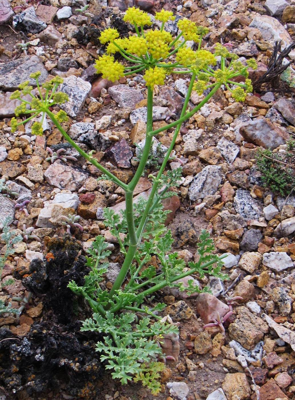 Изображение особи Ferula syreitschikowii.