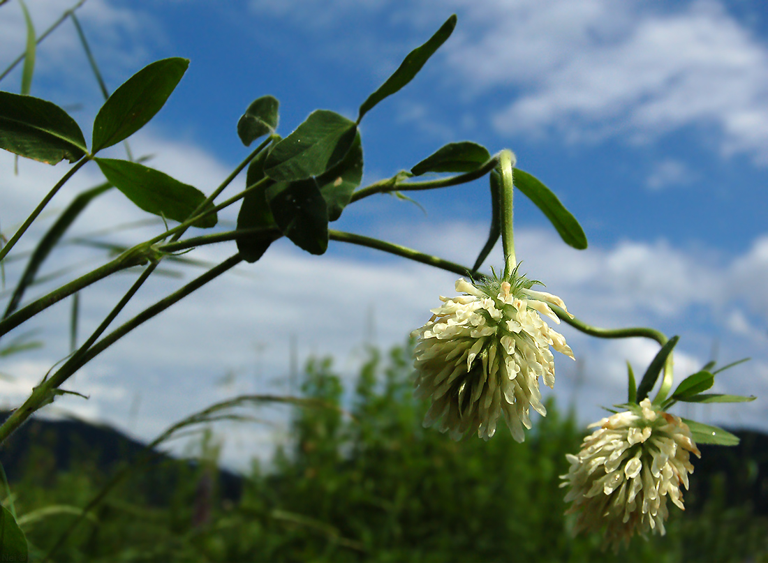 Изображение особи Trifolium trichocephalum.