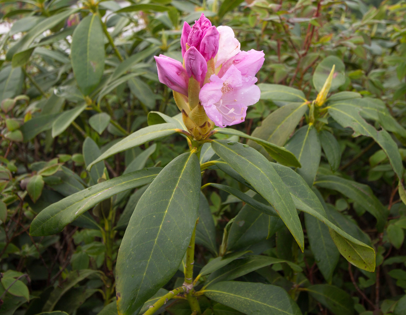 Изображение особи Rhododendron ponticum.