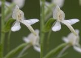 Platanthera bifolia