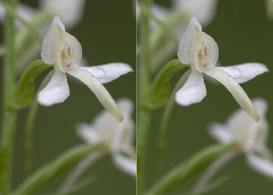 Image of Platanthera bifolia specimen.