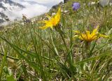 Tragopogon reticulatus