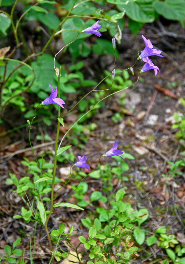 Изображение особи Campanula patula.