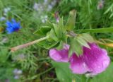 Digitalis purpurea