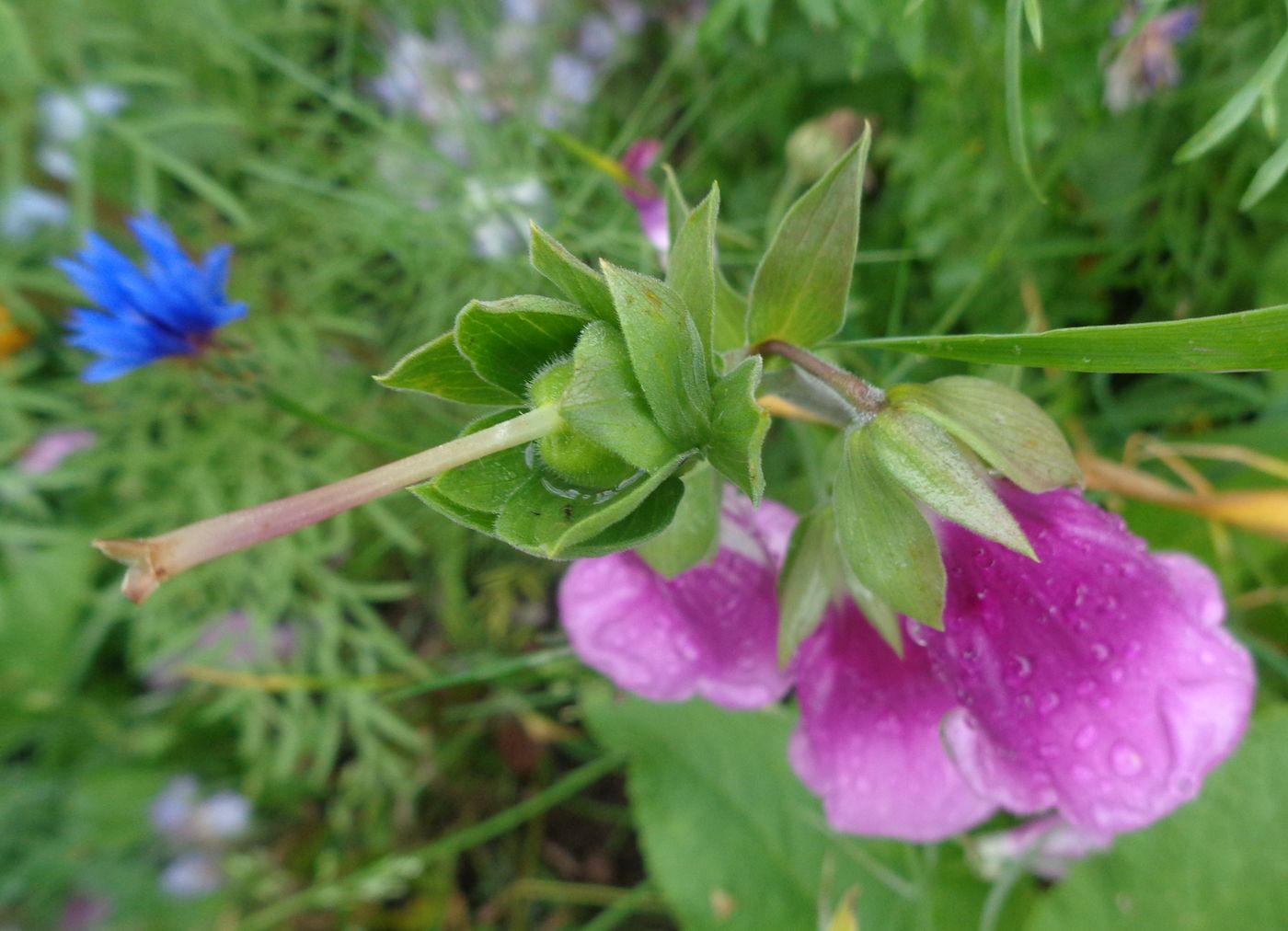 Изображение особи Digitalis purpurea.