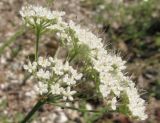 Pimpinella tragium