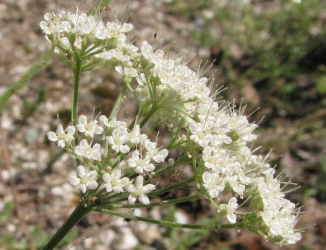 Изображение особи Pimpinella tragium.