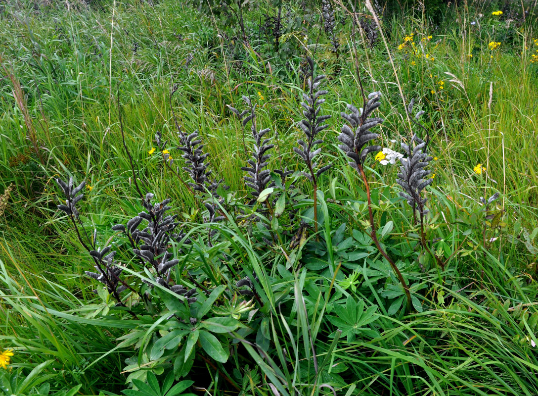 Image of Lupinus polyphyllus specimen.