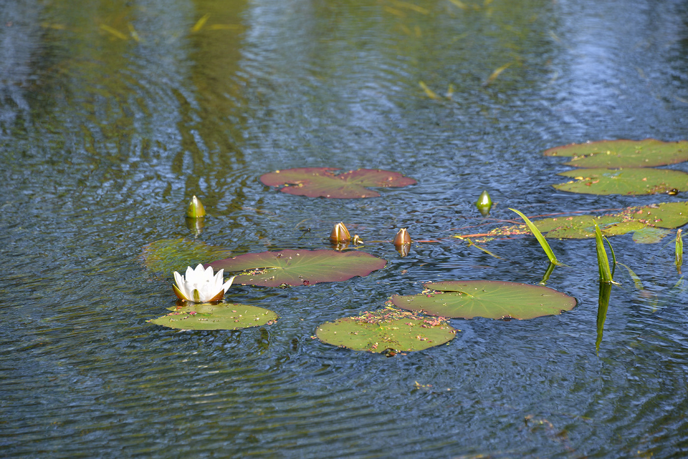 Image of Nymphaea candida specimen.