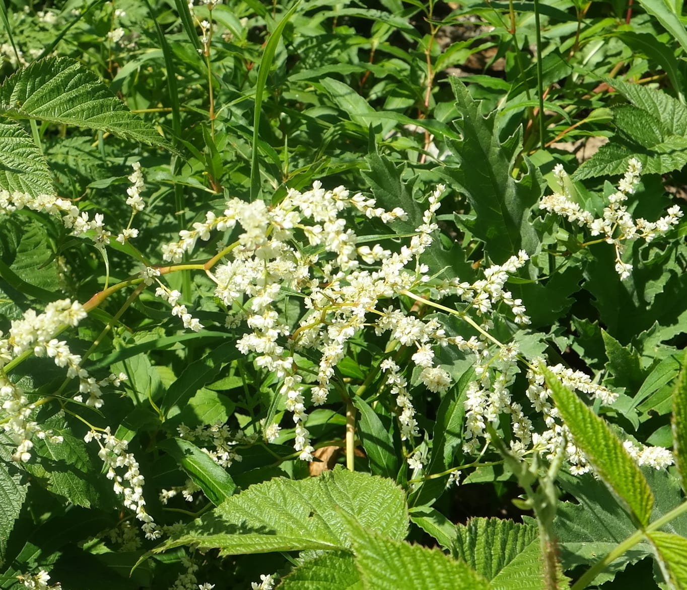 Изображение особи Aconogonon alpinum.