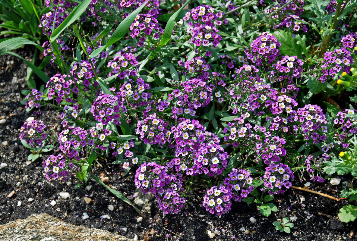 Изображение особи Lobularia maritima.