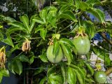 Passiflora edulis