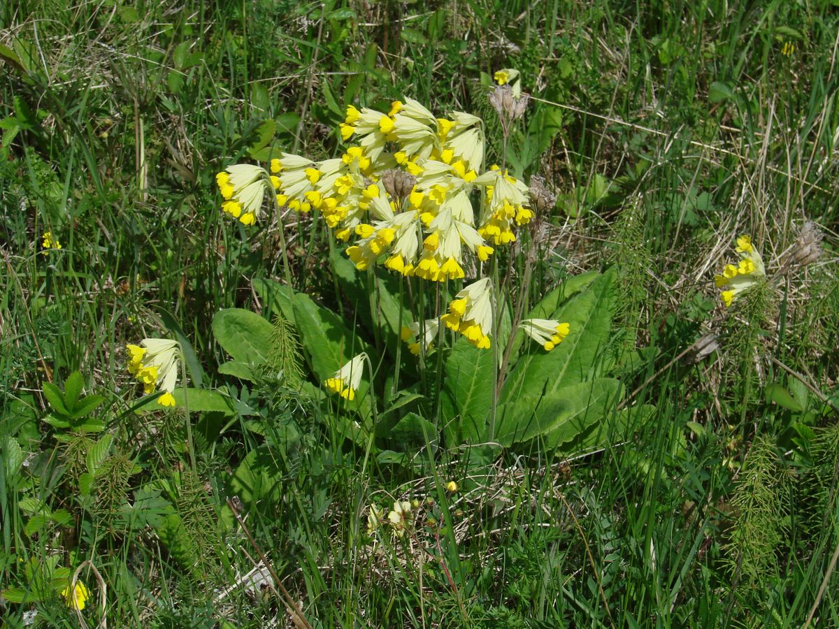 Изображение особи Primula macrocalyx.