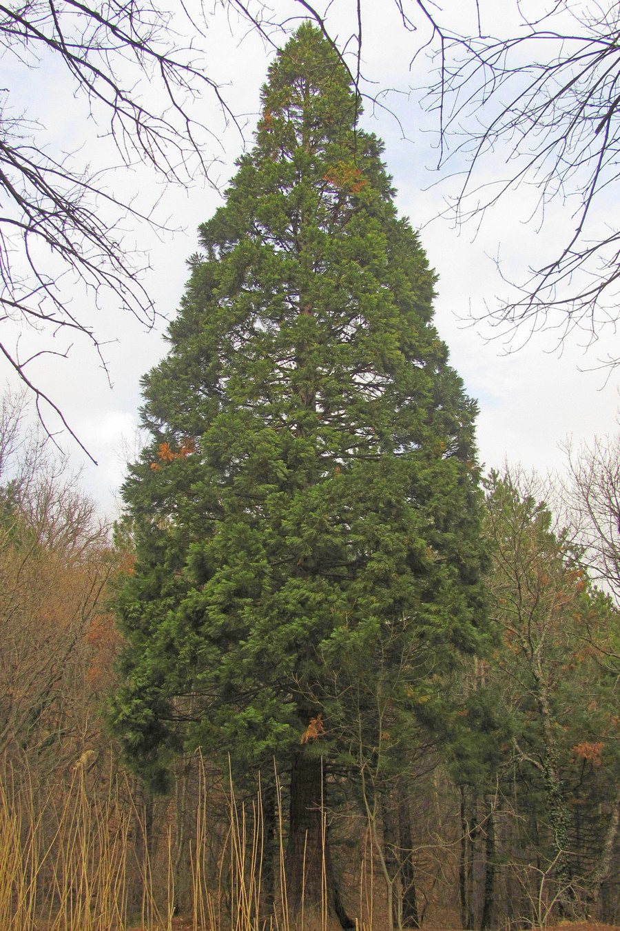 Image of Sequoiadendron giganteum specimen.