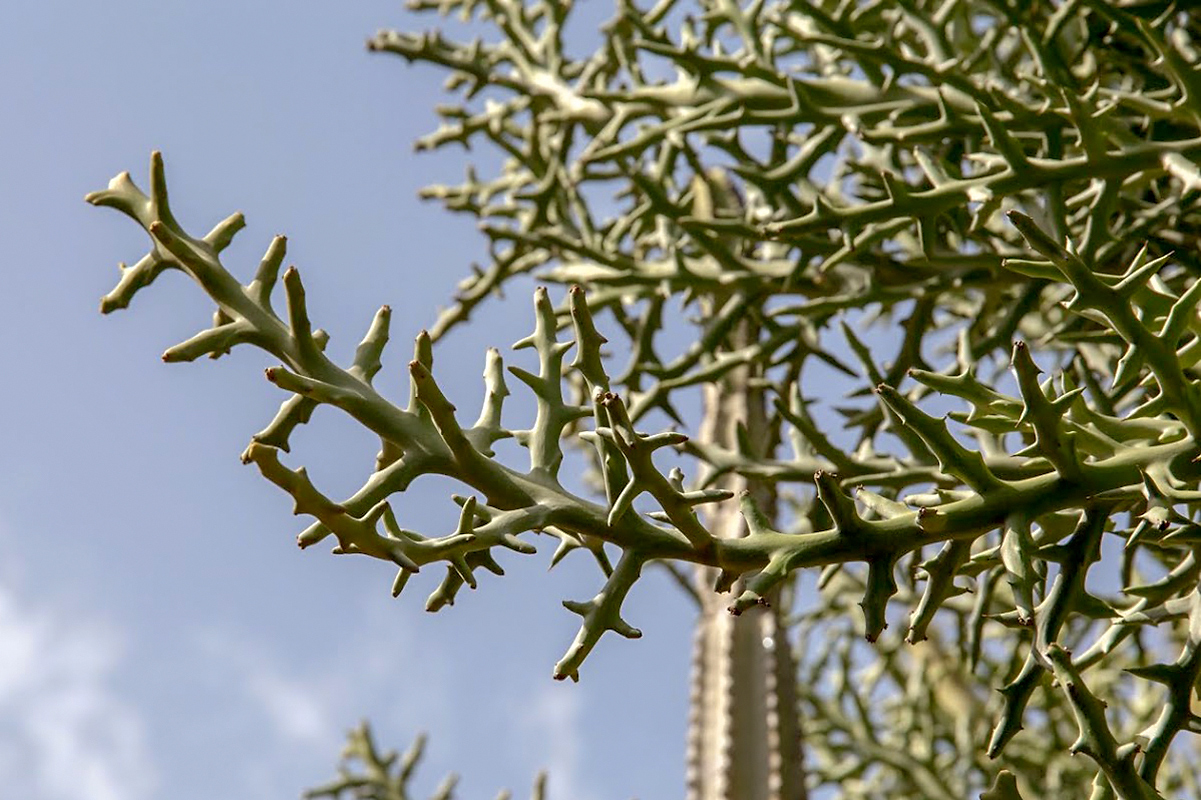 Image of Euphorbia stenoclada specimen.