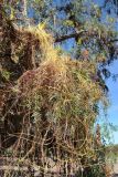 Cassytha filiformis