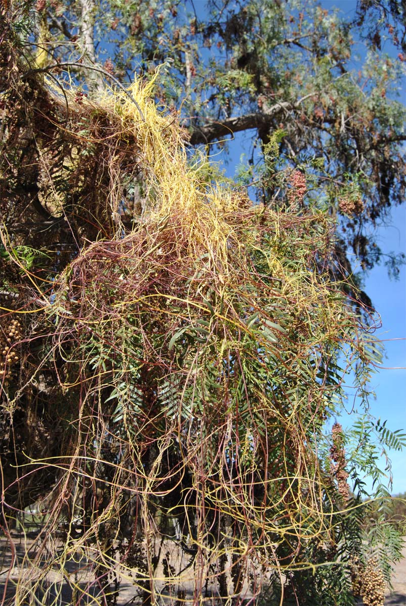 Изображение особи Cassytha filiformis.