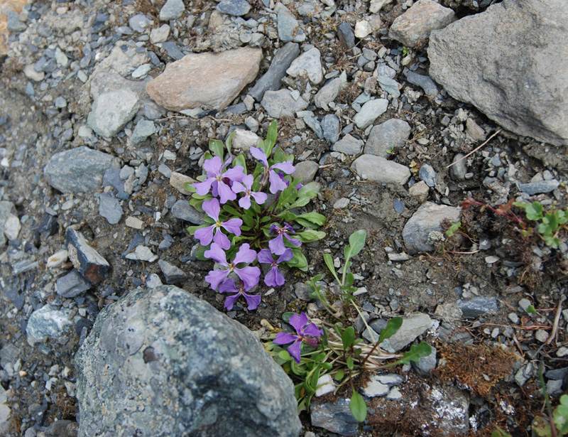 Image of Chorispora bungeana specimen.