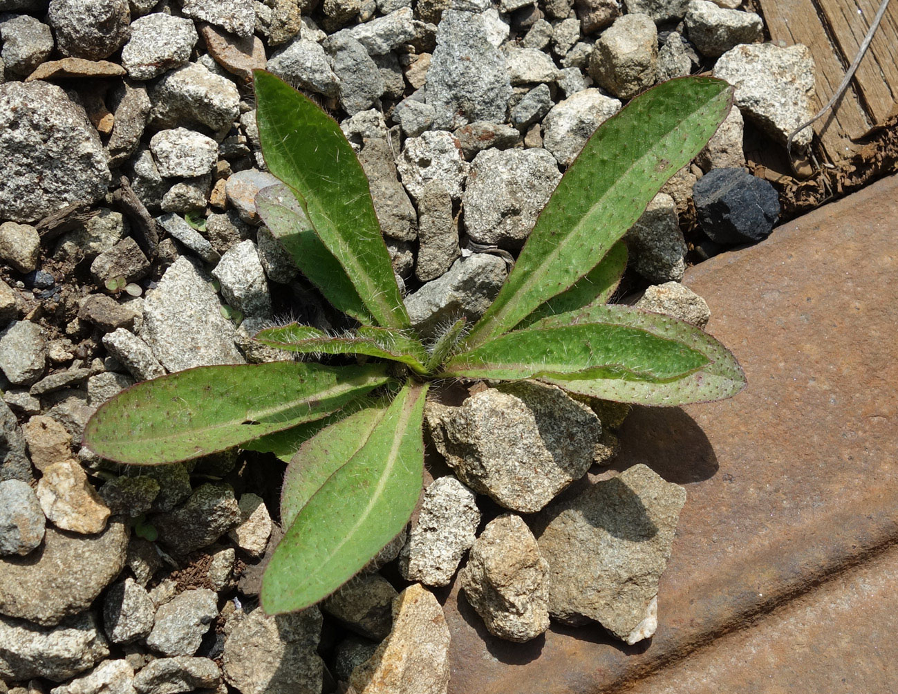 Image of Pilosella aurantiaca specimen.