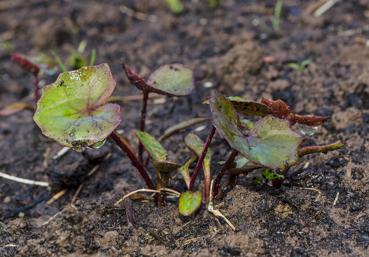 Image of Ligularia dentata specimen.