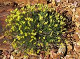 Limonium chrysocomum