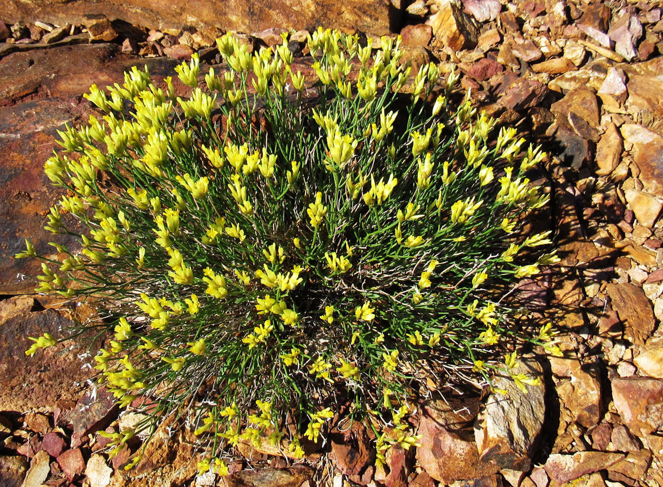 Image of Limonium chrysocomum specimen.