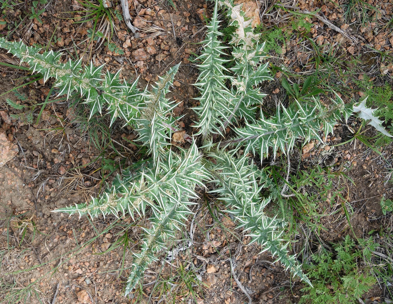 Image of Alfredia nivea specimen.