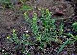 Alyssum turkestanicum variety desertorum. Цветущее и плодоносящее растение. Астраханская обл., Харабалинский р-н, берег р. Ашулук, сухая степь. 30.04.2019.