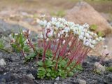 Micranthes merkii. Цветущие растения. Камчатский край, Елизовский район, природный парк \"Вулканы Камчатки\", кордон Авачинский перевал, каменистый склон, 1100 м н.у.м. 20.07.2009.