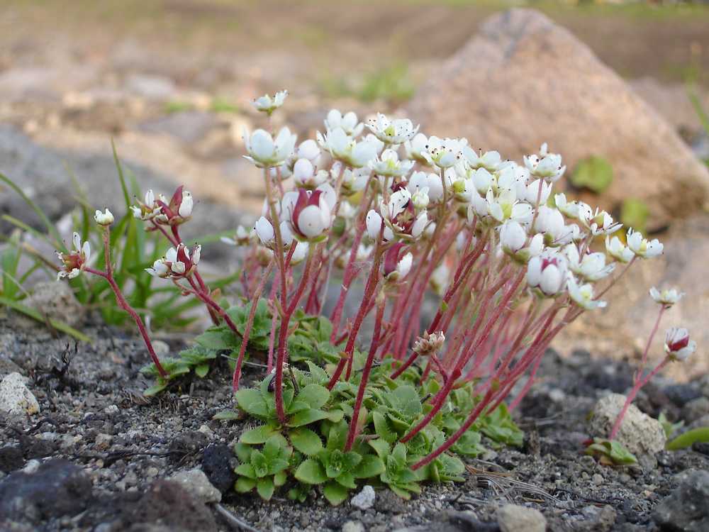 Image of Micranthes merkii specimen.